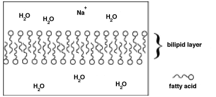 Fatty acid molecules can align to form a barrier called a bilipid layer,shown below.In this schematic,the ionic end of the fatty acid is shown as a circle and the nonpolar chain is shown as a squiggly line.   From the schematic above: why do nonpolar molecules have a difficult time passing through the bilipid layer? A) The nonpolar molecules are too large for the space through which they need to pass. B) The nonpolar molecules are repelled by the polar water molecules. C) The nonpolar molecules have a difficult time getting past the ionic heads of the fatty acid molecules,which are surrounded by water molecules. D) Nonpolar molecules tend to bind with the bilipid layer,thus inhibiting their passage.