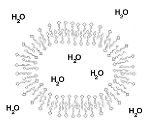 Fatty acid molecules can also align to form a bilipid layer that extends in 3-dimensions.Shown below is a cross section of this structure.What is this structure called? (Hint: it forms the basis of all life.)    A) DNA B) a nucleoside C) a cell D) a gene
