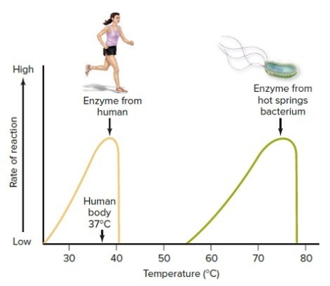   -The vertical drop slightly after the peak of each curve on the figure illustrates A)  that enzymes will not work if temperatures are too hot (or too cold) . B)  an increased rate of reaction. C)  a decreased temperature. D)  that temperatures only affect enzymes up to a specific temperature. E)  that enzymes are most efficient at cold temperatures.