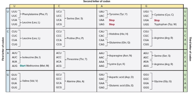   -Using the genetic code,what are the amino acids encoded by the sequence AUGUCAACGUGA? A)  Met, Ser, Thr, (Stop)  B)  Tyr, Ser, Cys, Thr C)  Ser, Tyr, Leu, Val D)  Met, Val, Asp, Met