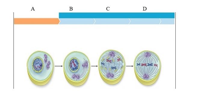 Accessibility: Keyboard Navigation                      -The plant cell in the image labeled  A  is in the cell cycle stage A)  interphase. B)  prophase. C)  anaphase. D)  telophase. E)  metaphase.