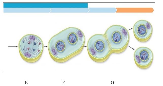 Accessibility: Keyboard Navigation                      -The plant cell in the image labeled  A  is in the cell cycle stage A)  interphase. B)  prophase. C)  anaphase. D)  telophase. E)  metaphase.