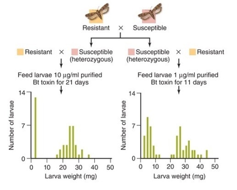In these data, the parental generation characteristics (resistant or susceptible)  are shown at the top.    -In this figure,the F₁ generation shows mating of resistant bollworms (________) with susceptible heterozygous (________) bollworms. A)  <i>rr; Rr</i> B)  <i>rr; RR</i> C)  <i>RR; rr</i> D)  <i>Rr; rr</i> E)  <i>Rr; RR</i>