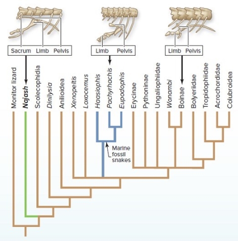   -In the section  Investigating Life: Evolving Backwards,  how did the scientists test the hypothesis? A)  They examined decrease in length of hind limbs in land-dwelling snakes. B)  They compared anatomy of fossil ancestors and extant snakes. C)  They examined decrease in length of hind limbs in marine snakes. D)  They compared terrestrial, freshwater, and marine snakes. E)  They compared anatomy of snakes, other reptiles, mammals, and birds.