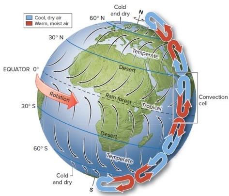   -Within convection cells,warm moist air rises from the equator and descends at 20-30 degrees from the equator.Convection cells are partially responsible for the distribution of which two biomes? A)  tropical rain forests and temperate grasslands B)  boreal forests and subtropical deserts C)  tropical rain forests and subtropical deserts D)  tropical rain forests and arctic tundra E)  boreal forests and temperate forests