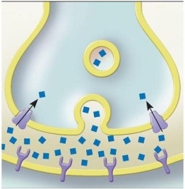   -In the diagram,the squares which are transported from a neuron,through the synaptic cleft,and received by the receptors of another cell are called A)  sodium ions. B)  potassium ions. C)  neurotransmitters. D)  oxygen molecules. E)  neuroglia.
