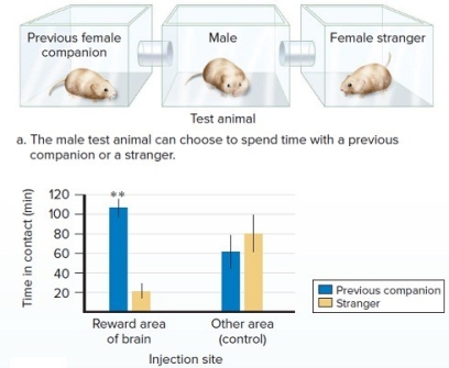   -How might the results of the experiment on ADH and prairie voles be used in research with autistic humans,who have social difficulties? A)  Virally transmit genes which encode for receptors in the area of the brain that derives feelings of reward to promote formation of social attachments. B)  Virally transmit hormones to the bloodstream of autistic humans to block aggression. C)  Inject hormones into the bloodstream of autistic humans to derive feelings of monogamy, instead of promiscuity. D)  Virally transmit genes which encode for receptors in the area of the brain that derives feelings of aggression to promote formation of social attachments. E)  Virally transmit hormones to the bloodstream of autistic humans to increase aggression.
