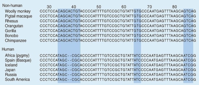 <strong>The DNA sequences for a portion of the myosin gene are shown for humans and several non-human primates. The fragments start at nucleotide #26 in the gene, and shaded boxes highlight differences between the two sets of sequences. What does the high level of similarity between the myosin gene sequences in human and non-human primates suggest?</strong> A) Humans and non-human primates had a common ancestor at some time in the past. B) Humans and non-human primates are not related. C) The myosin gene arose independently in humans and non-human primates. D) Genes can transfer readily between humans and non-human primates. E) Natural selection did not occur in humans.