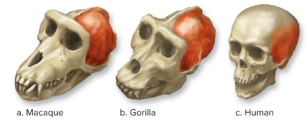 The attachment area for one of the main muscles involved in chewing is shown in red for three types of primates.    -How is the temporalis muscle attached to the skull and jaw? A)  myosin B)  ligaments C)  neurons D)  tendons E)  actin