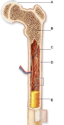   -What letter in the figure of a long bone corresponds to the location of hard,dense connective tissue with canals that house blood vessels and nervous tissue but that lacks enough space to store red bone marrow? A)  A B)  B C)  C D)  D E)  E
