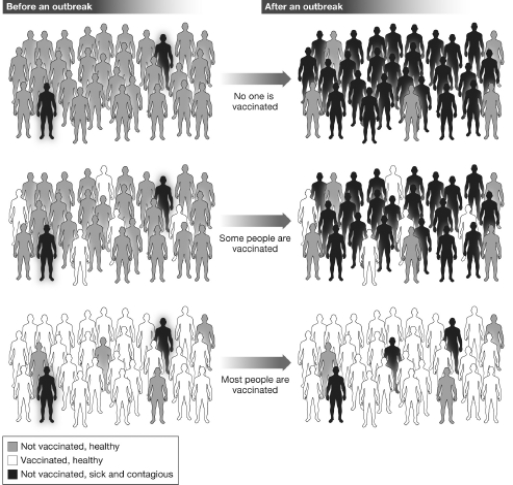 The figure below,based on data collected by The National Institute of Allergy and Infectious Diseases,graphically illustrates that a disease is less likely to spread to vulnerable members of a population if most of the population is immunized against the disease.This phenomenon occurs because   A)  when fewer individuals in the population are likely to become infected, fewer people are able to spread the disease, and the vulnerable members of the population are less likely to come in contact with contagious individuals. B)  if more individuals in the population become infected, fewer people are able to spread the disease, and the vulnerable members of the population are less likely to come in contact with contagious individuals. C)  if more individuals in the population become infected, more people are able to spread the disease, and the vulnerable members of the population are less likely to come in contact with contagious individuals. D)  when none of the population is immune to the disease, no one will contract the disease and therefore pass it on to the vulnerable members of the population.