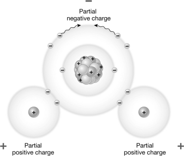 The bonds connecting the atoms in the molecule below are ________ bonds   A)  polar, hydrogen B)  polar, covalent C)  nonpolar, ionic D)  nonpolar, covalent