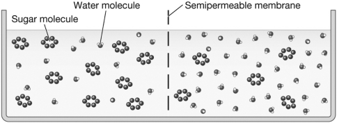 Examine the figure below.Assume each sugar molecule represents a percentage point of sugar dissolved in the solution.Over time,the solution level on the left side of the figure would ________,while the solution level on the right side of the figure would ________.This is because the solution on the left side of the figure is ________,while the solution on the right side of the figure is ________.   A)  rise; decrease; hypertonic; hypotonic B)  decrease; rise; hypertonic; hypotonic C)  decrease; rise; hypotonic; hypertonic D)  There will be no net movement of water because the solutions are isotonic.