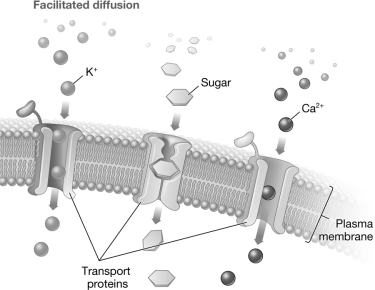 The figure below depicts transport proteins in a plasma membrane.Molecules are moving through the plasma membrane.How are the molecules moving across the membrane? Is this movement active or passive? Support your answer by describing evidence visible in the figure and stating its significance regarding your answer.   