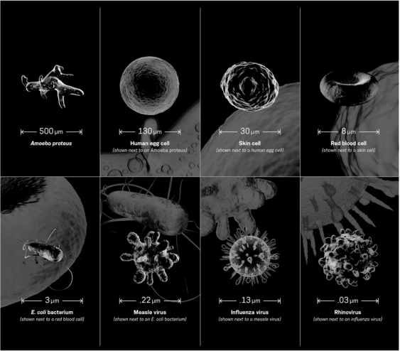 If a white blood cell (WBC)is approximately 18 µm in diameter,which of the cell types or viruses seen in the infographic below would it be large enough to engulf? Describe the process the white blood cell would use to engulf another cell.   