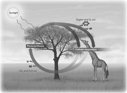 The illustration below indicates that photosynthesis and cellular respiration are both complementary and balanced.An excess of sugars produced fossil fuels like coal and petroleum; this suggests that in the past,   A)  the amount of photosynthesis occurring exceeded the amount of cellular respiration. B)  sugars were only one of several products of photosynthesis. C)  reduced carbon-rich molecules could be produced independently from the photosynthetic process. D)  the energy release from respiration must have exceeded energy use in photosynthesis.