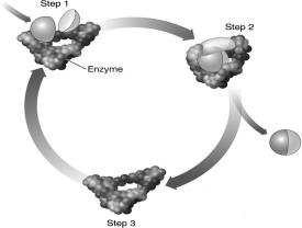 The image below diagrams the action of an enzyme.Notice that the enzyme is depicted as being more tightly wrapped around the substrates in step 2 than it is in step 1.Why is this?   A)  When a substrate locks into the active site of an enzyme, the enzyme changes shape to mold itself around the substrates. B)  Generally, the size of a substrate is larger than the size of the active site into which it must fit. When the substrate enters the active site, the active site must stretch to fit. C)  Before catalysis can occur, a substrate must change its shape so that it fits into the active site of the enzyme more precisely. D)  Most active sites are only designed to hold one substrate. In this image, two substrates enter the active site, creating a tighter fit.