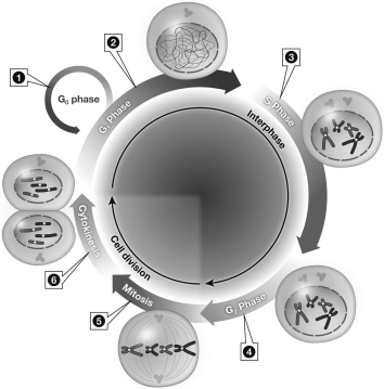 According to the image below,during which phase of the cell cycle is the genetic material evenly partitioned between daughter cells?   A)  Region 1 B)  Region 2 C)  Region 5 D)  Region 6