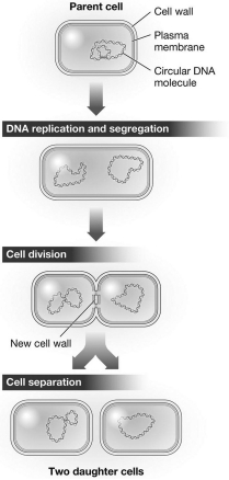 The process shown in the figure below could produce two ________ cells.   A)  identical skin B)  genetically unique sperm C)  cloned red blood D)  identical prokaryotic