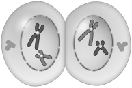 Match the event or stage of meiosis with the appropriate drawing. -  A) prophase I B) metaphase I C) anaphase I D) telophase I and cytokinesis I E) prophase II F) metaphase II G) anaphase II H) telophase II and cytokinesis II