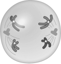Match the event or stage of meiosis with the appropriate drawing. -  A) prophase I B) metaphase I C) anaphase I D) telophase I and cytokinesis I E) prophase II F) metaphase II G) anaphase II H) telophase II and cytokinesis II