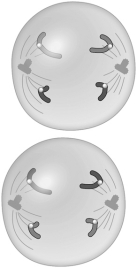 Match the event or stage of meiosis with the appropriate drawing. -  A) prophase I B) metaphase I C) anaphase I D) telophase I and cytokinesis I E) prophase II F) metaphase II G) anaphase II H) telophase II and cytokinesis II