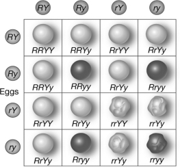 The 9:3:3:1 ratio of phenotypes that occurs in the F2 generation of the cross shown below can be explained using   A)  blending inheritance. B)  Mendel's law of segregation only. C)  Mendel's law of independent assortment only. D)  both the laws of segregation and independent assortment.