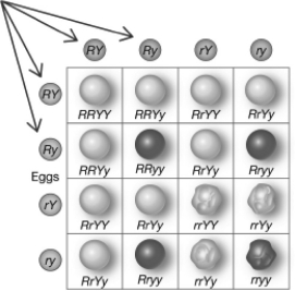 In the Punnett square shown below,the lettered circles on the top and left of the square (indicated by the arrows) represent the   A)  offspring that will be produced by the cross. B)  genotypes of the parents involved in the cross. C)  gametes that may be produced by each parent involved in the cross. D)  offspring that could be produced by the cross.