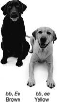 The figure shown below indicates two Labrador retrievers that are both homozygous recessive for fur color.One dog is brown and the other is yellow due to   A)  pleiotropy. B)  codominance. C)  epistasis. D)  incomplete dominance.