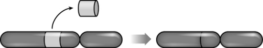 The chromosome on the left of the figure below is chromosome number 5 from the father of a newborn child with cri du chat syndrome.The chromosome on the right is paternal chromosome number 5 in the child.What type of chromosomal abnormality has caused this syndrome in the child? Explain your answer.   