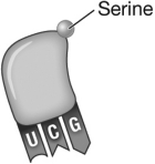 What is the sequence of the codon to which the transfer RNA shown in the following figure would bind during translation?   A)  UCG B)  AGC C)  TCC D)  Serine
