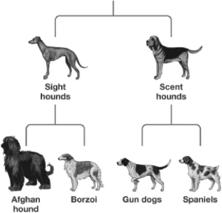 Examine the figure below.According to this figure,which two breeds have the LEAST similar DNA?   A)  Gun dog and Borzoi B)  Gun dog and Spaniels C)  Gun dogs and Scent hounds D)  Sight hounds and Scent hounds