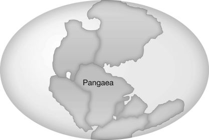 By 200 million years ago,parts of the supercontinent of Pangaea had begun to drift away from each other.Laurasia (North America and Eurasia) separated from Gondwanaland (South America,Africa,Antarctica,Australia,and India) .Which of the following would you expect to find?   A)  Plants and animals (and fossils)  in North America and Europe and Asia would be dramatically similar. B)  There would be little resemblance between the fossils of plants and animals found in South America and Africa. C)  There would be greater similarity between the plants and animals of Asia and Antarctica than between those of Asia and Europe. D)  There would be less similarity between the plants and animal of North America and Europe than those between North America and India.