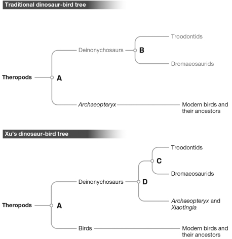 In the evolutionary tree below,which of the nodes corresponds to the MOST recent common ancestor of troodontids,dromaeosaurids,and Archaeopteryx?   A)  A B)  B C)  C D)  D