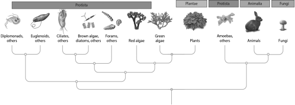 According to the tree below,which of the following combinations of organisms are MOST closely related?   A)  amoebas and plants B)  animals and fungi C)  plants and fungi D)  fungi and amoebas