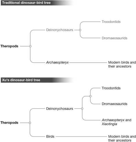 According to the figure of Xu's dinosaur-bird tree shown below,was Archaeopteryx the ancestor of modern birds? Explain your answer.   