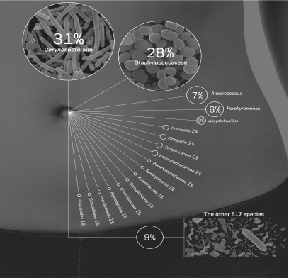 The belly button project has used citizen scientists to collect information about the prevalence of different belly button species.Using the graphic shown below,determine species abundance from most abundant to least abundant.   A)  Staphylococcaceae, Porphyromonos, Corynebacterium, Anaerococcus B)  Porphyromonos, Anaerococcus, Staphylococcaceae, Corynebacterium C)  Corynebacterium, Staphylococcaceae, Anaerococcus, Porphyromonos D)  Anaerococcus, Porphyromonos, Corynebacterium, Staphylococcaceae