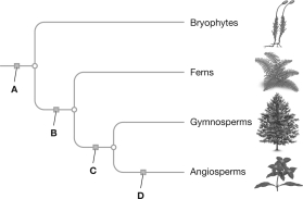 Match each correct evolutionary trait to the indicated box.   -vascular tissue evolves A) A B) B C) C D) D