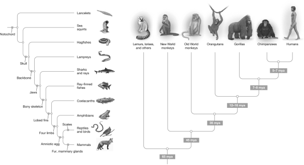 Which of the groupings of animals shown in the figures below are MOST closely related to each other?   A)  starfish, butterflies, lizards B)  frogs, goldfish, birds C)  bats, kangaroos, elephants D)  lemurs, chimps, humans
