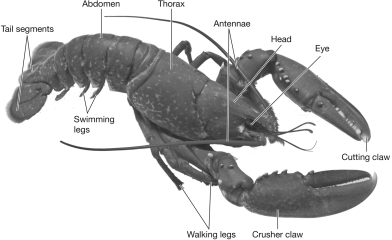 Based on the image below,which of the following identify the body segments of lobster?   A)  head, thorax, abdomen B)  vertebrae, notochord, cartilage C)  claws, walking legs, swimming legs D)  tail segments, antennae, eyes
