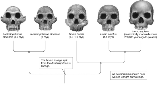 Examine the skulls shown in the figure below.What can be said regarding trends in braincase size and teeth over time?   A)  Older hominin fossils have larger braincases and generally smaller, more humanlike teeth. B)  More recent hominin fossils have larger braincases and generally smaller, more humanlike teeth. C)  More recent hominin fossils have smaller braincases and generally larger, more apelike teeth. D)  There is no apparent change in braincase size or size and structure of the teeth in hominins.