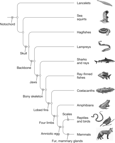 Compare and contrast amphibians with reptiles and birds using the phylogenetic tree shown below.