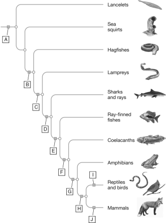 Match each correct evolutionarily significant character to the appropriate lettered box on the phylogenetic tree below.   -fur,mammary glands A) A B) B C) C D) D E) E F) F G) G H) H I) I J) J
