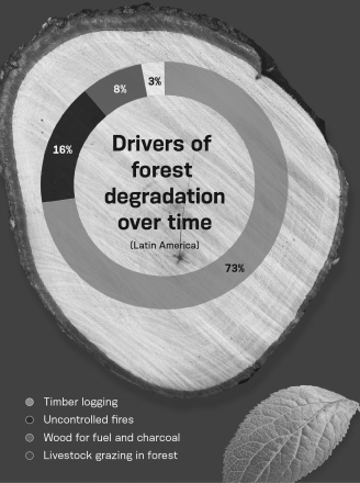 According to the infographic below,which of the following activities would have the LEAST impact on preventing forest degradation in Latin America?   A)  reducing timber logging B)  increasing fire suppression C)  finding alternative fuel sources D)  prohibiting the use of forests for livestock grazing