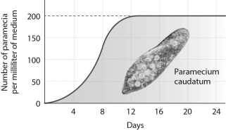 The graph below shows the growth of a population of <i>Paramecium caudatum</i>.The greatest amount of daily growth occurred when the population was at approximately ________ percent of its carrying capacity.   A)  10 B)  25 C)  50 D)  100