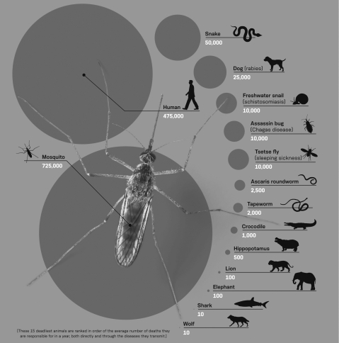 Your friend is planning a trip to Africa.She mentions to you that that she is more worried about contracting sleeping sickness than she is worried about contracting mosquito-transmitted malaria after watching a TV show highlighting sleeping sickness.Based on the image below indicating the rank of the 15 deadliest animals,is her fear fact-based?   