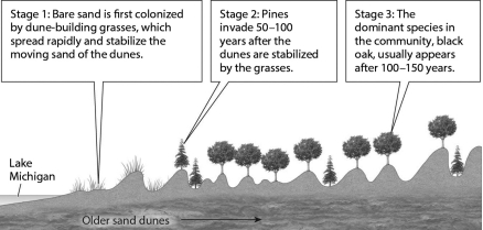 The figure shown below illustrates how,although pines first established themselves as the dominant tree in the Lake Michigan sand dune community,black oaks ultimately become the dominant species.What best explains the gradual reduction of the pine?   A)  Oaks trap sand, causing the dune to level out; pines can only survive in the low, protected areas between the dunes. B)  Pine needles and the shade from existing pines improve the soil composition and moisture, allowing oaks to become established and preventing new pines from surviving. C)  Pines replace the grasses, but this destabilizes the dune and increases the amount of moving sand. The loss of pines is not related to the presence of the oaks. D)  Oak seeds were always present in the sand; they simply require more time to germinate.