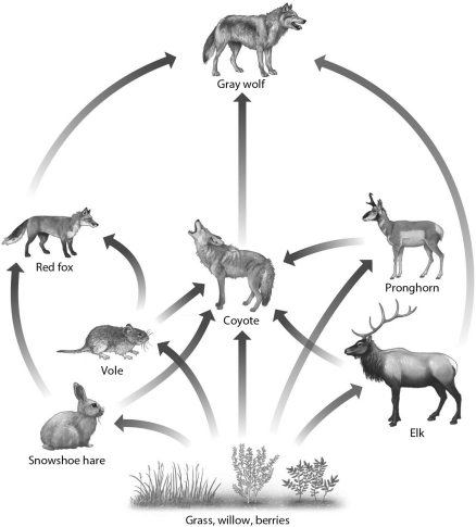 Identify a single food chain within the diagram below by indicating the organism at each level from producer to primary consumer,secondary consumer,and tertiary consumer.   