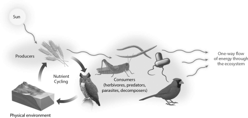 In the diagram below,how do nutrient and energy flow differ?   A)  Energy flow is one-way, whereas nutrients are recycled. B)  Energy is recycled, whereas nutrient flow is one-way. C)  Only about 10 percent of energy flows from trophic level to trophic level. Nutrient flow is 100 percent from trophic level to trophic level. D)  Energy flows only to primary producers and decomposers, whereas nutrients flow only to secondary consumers and decomposers.