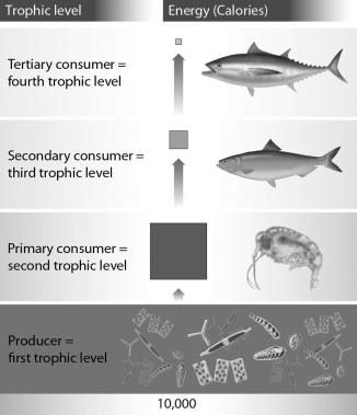 Using the food chain shown below,explain how many calories are available in the consumer trophic levels and why.   